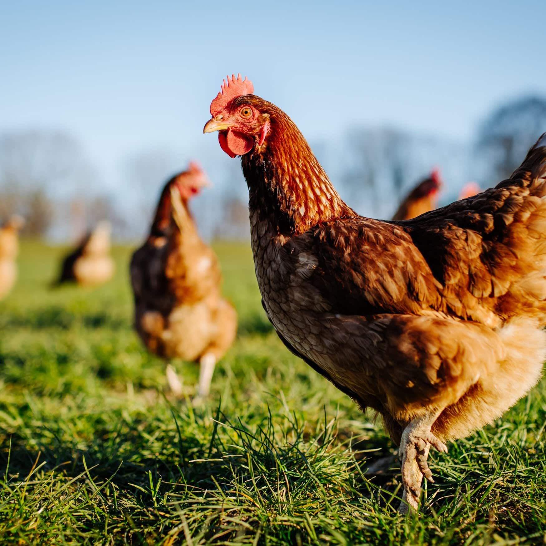 Loading fresh chicken